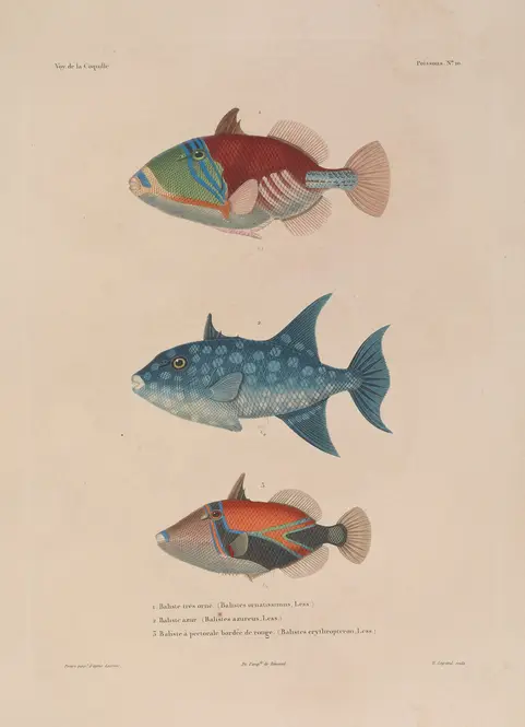 Voyage autour du monde Pl.017 (1825-1830) by Louis-Isidore Duperrey